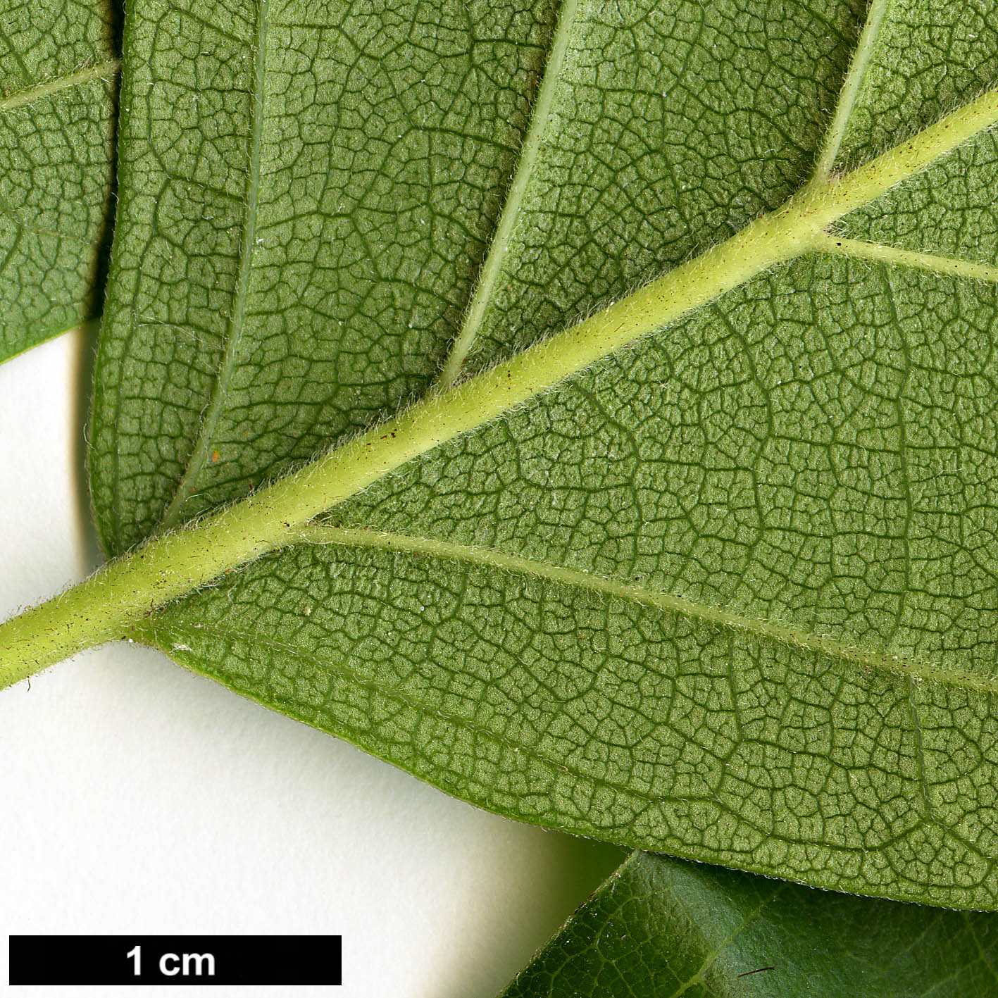 High resolution image: Family: Moraceae - Genus: Maclura - Taxon: tricuspidata
